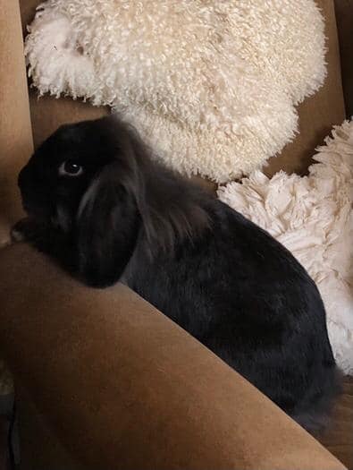*Missing.* A black lop rabbit went... - This Is Dunnington | Facebook