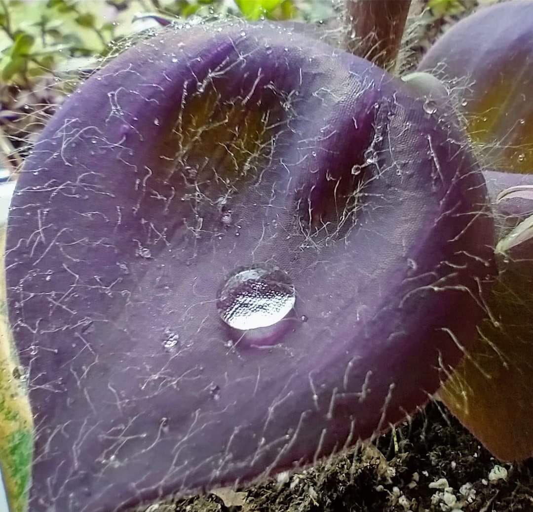 Tradescantia pallida 'Kartuz Giant' ('Biltmore Bimbo') 💜