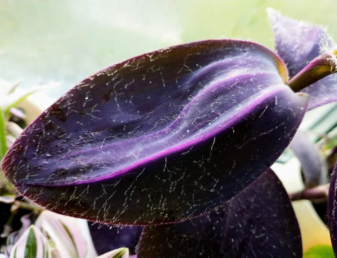 Tradescantia pallida 'Kartuz Giant' ('Biltmore Bimbo') 💜