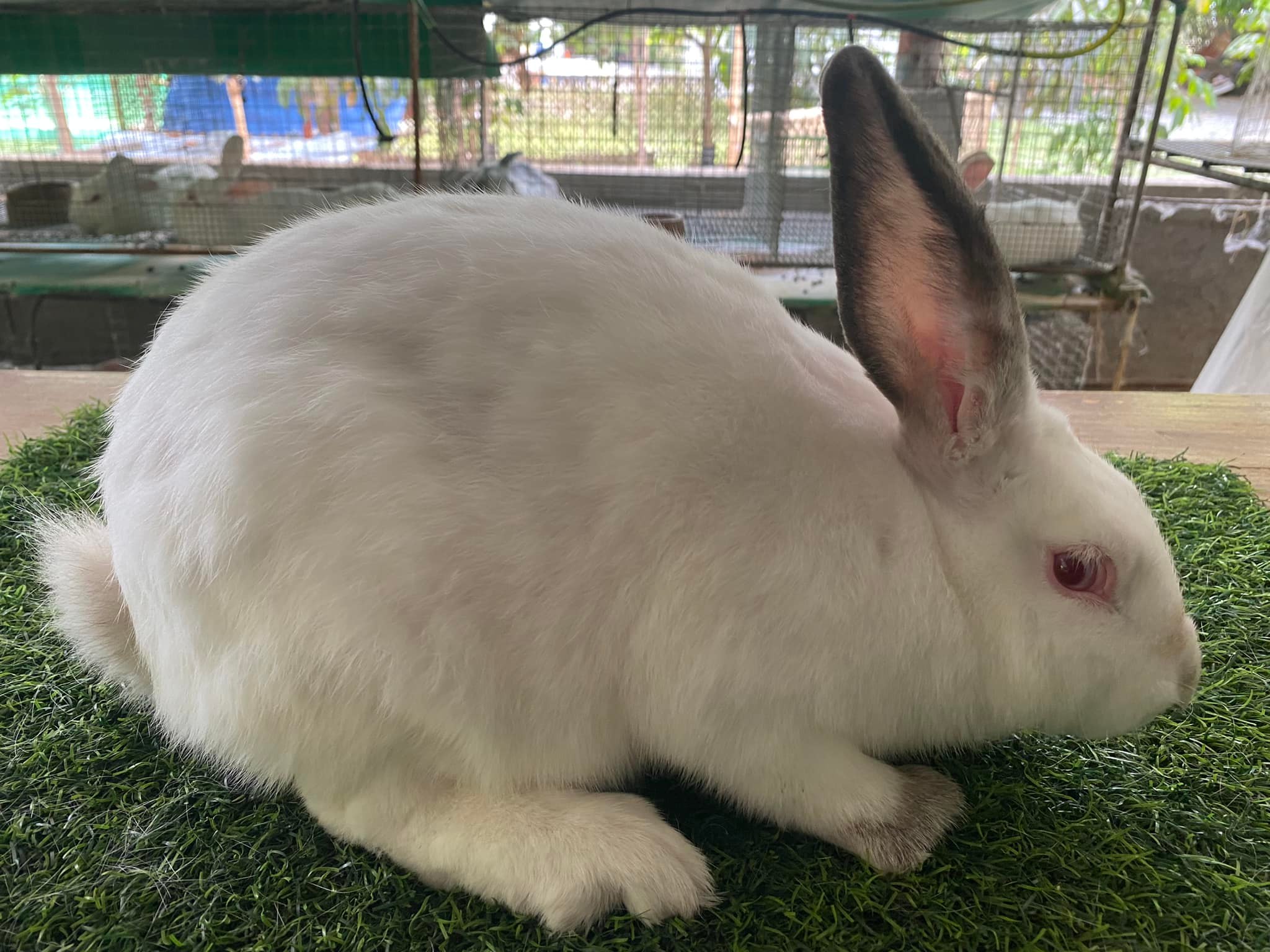 Villa Lorenzo Rabbit Farm - Home