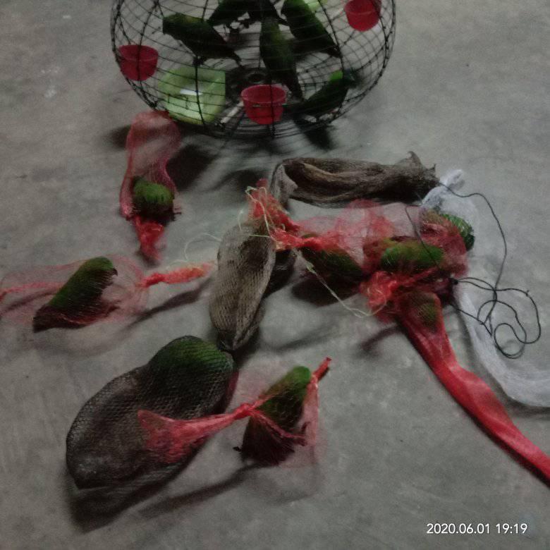 Tenggiri Fish Basong Fish