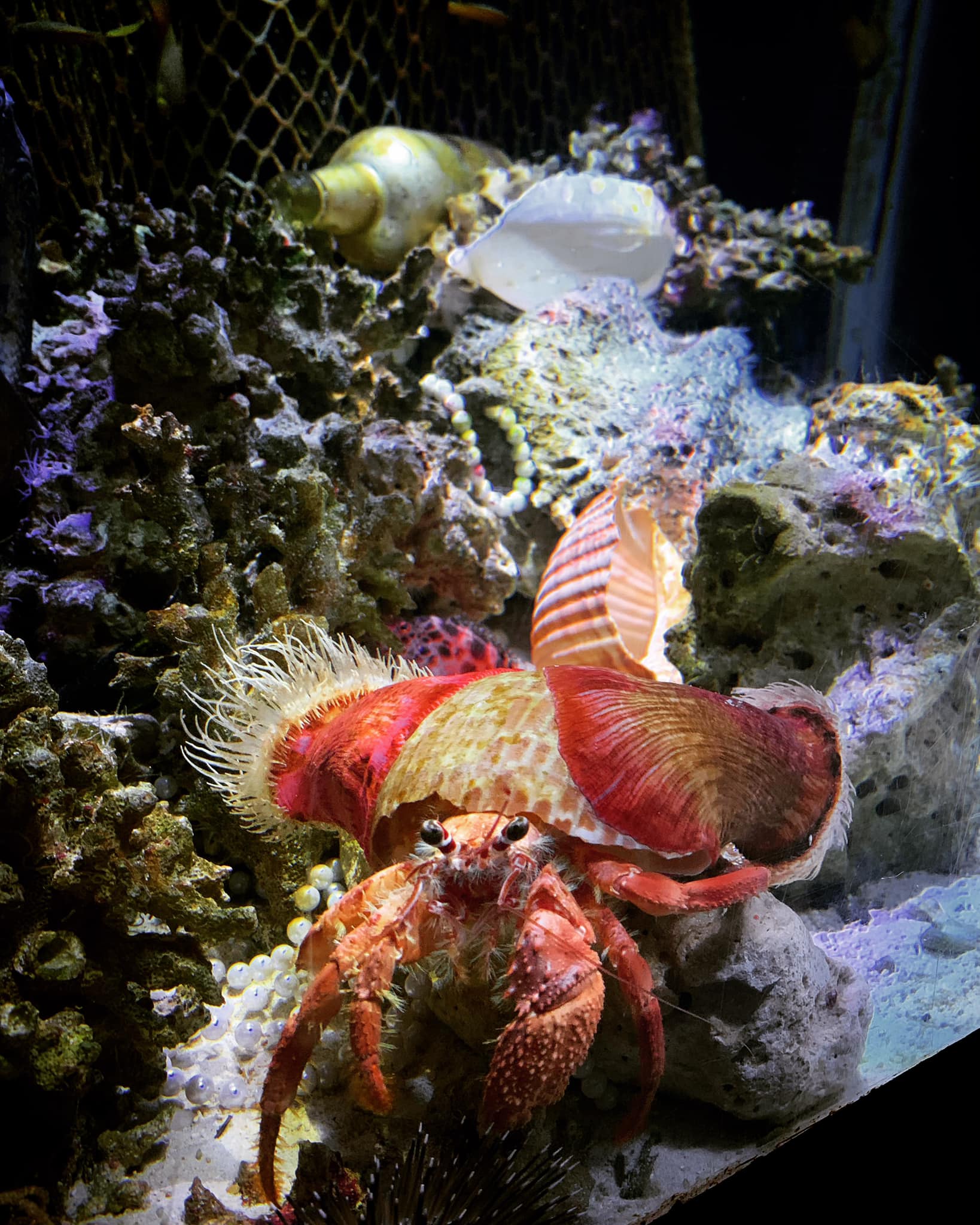 Throwback to 1998: 6140/6109 Crab, Aquazone (Stingrays) Who had