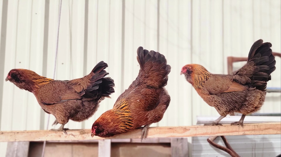 Mize Feathered Farm | Quinlan TX