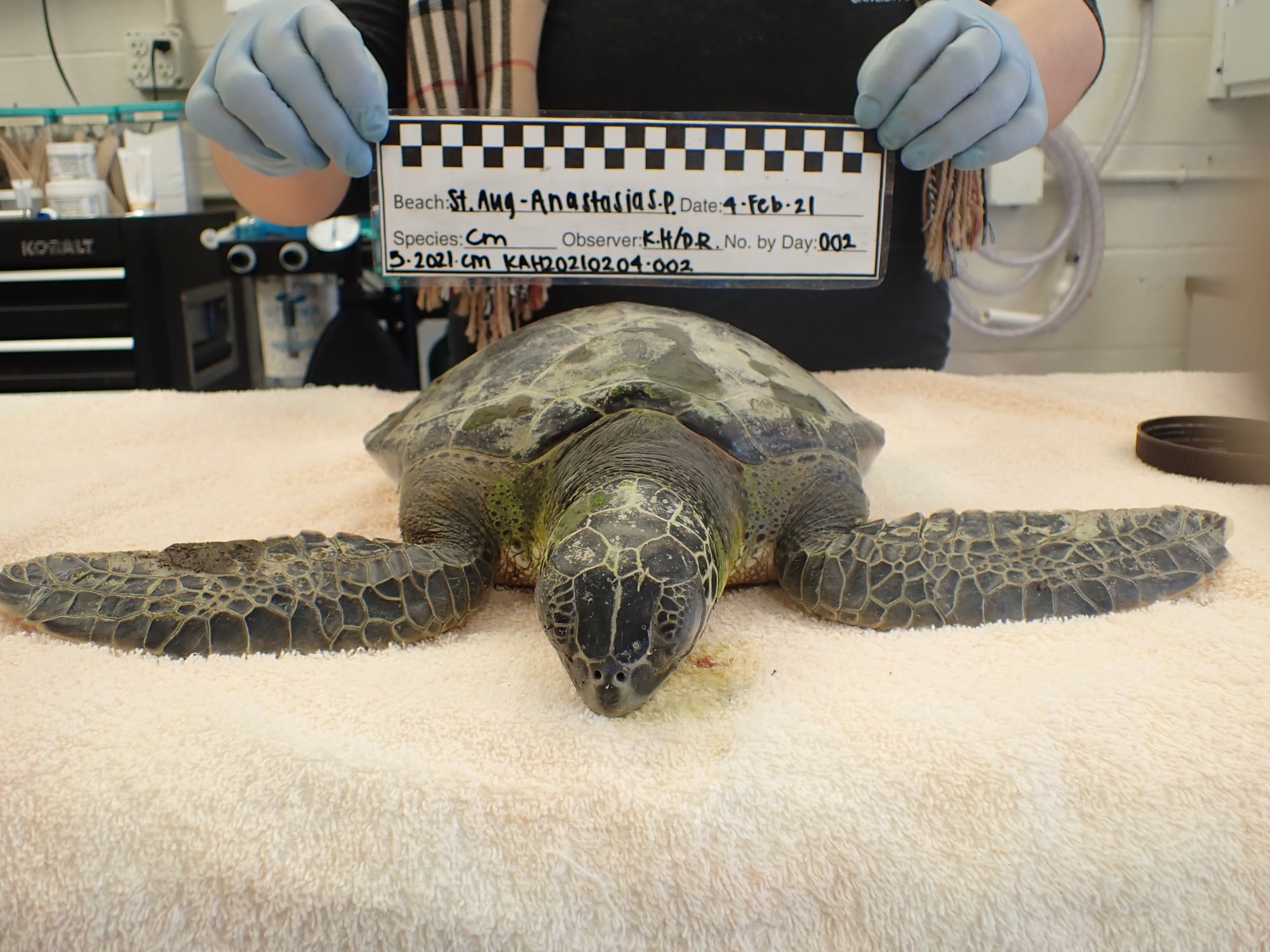 🎉Hi friends... - The Sea Turtle Hospital at UF Whitney Lab | Facebook