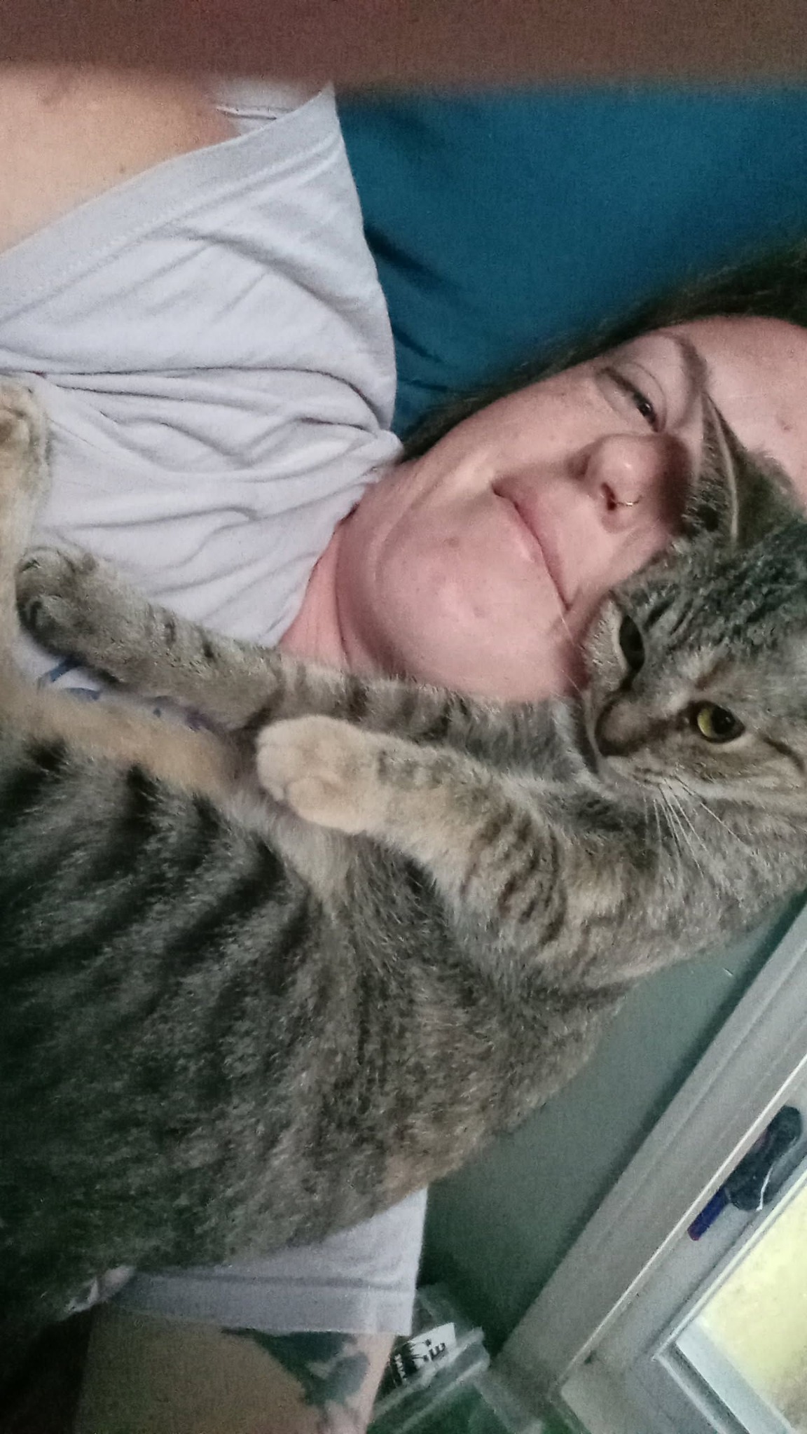 Missing cat: 3-year-old female Kitty in Dover, NH near County Farm