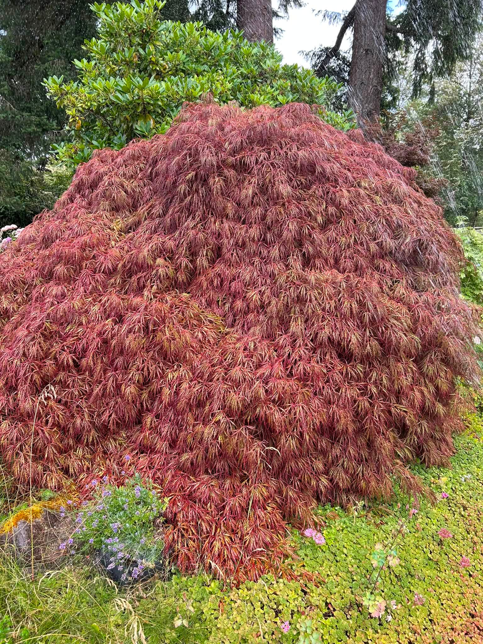 Identify 50 year old maple tree in Pacific Northwest