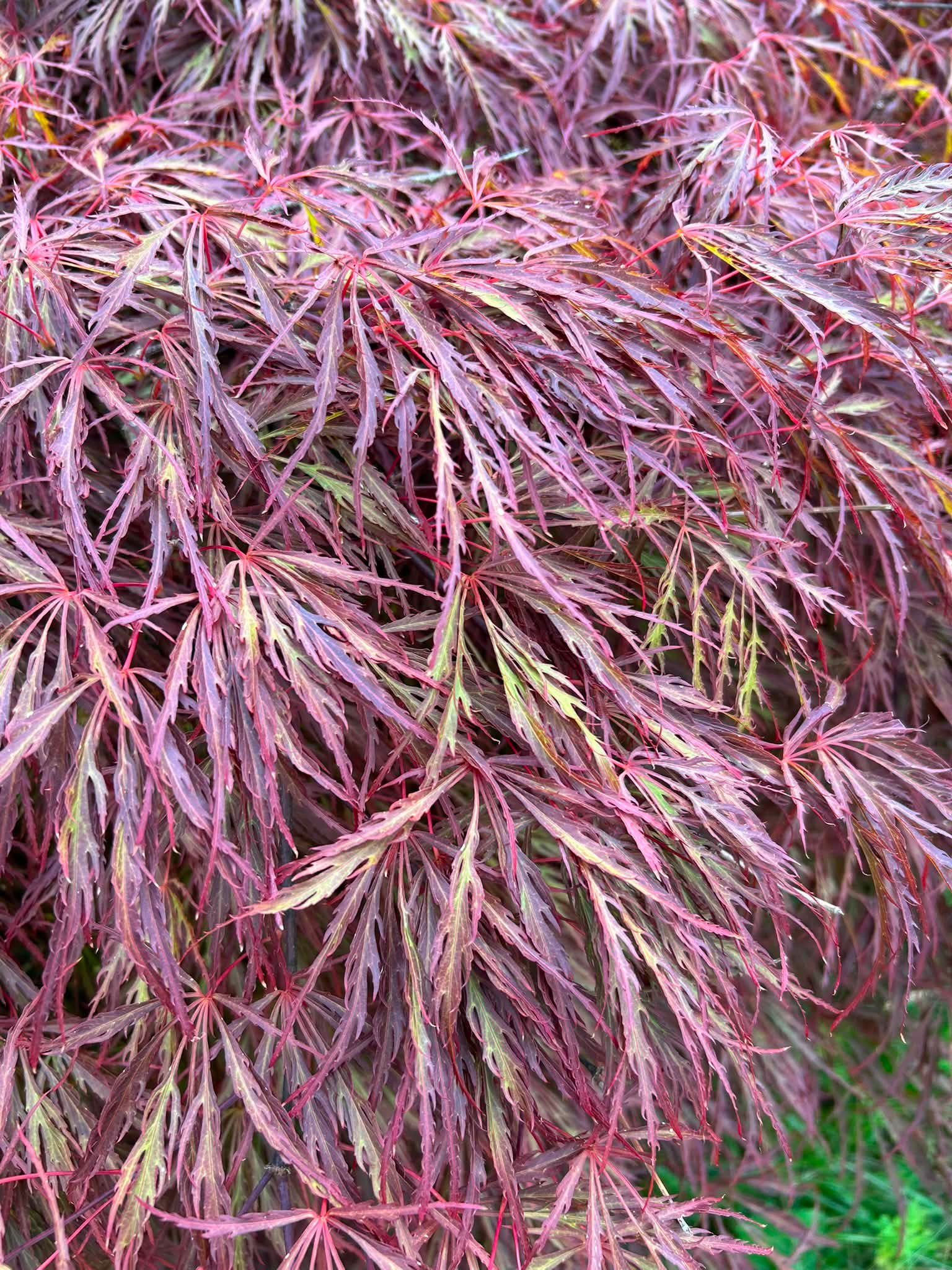 Identify 50 year old maple tree in Pacific Northwest