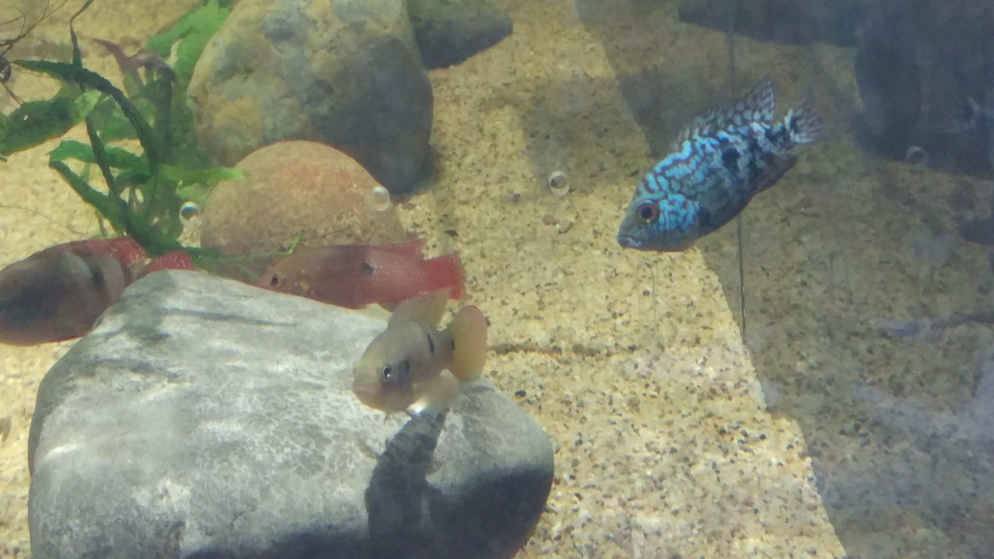 Facebook Get directions, reviews and information for infinite aquarium in santa clara, ca. facebook