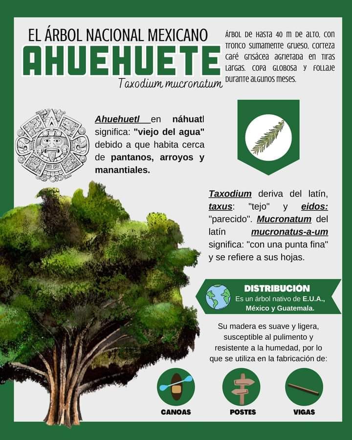 COTEFOA - 🌳El Ahuehuete es un árbol muy longevo. Muy...