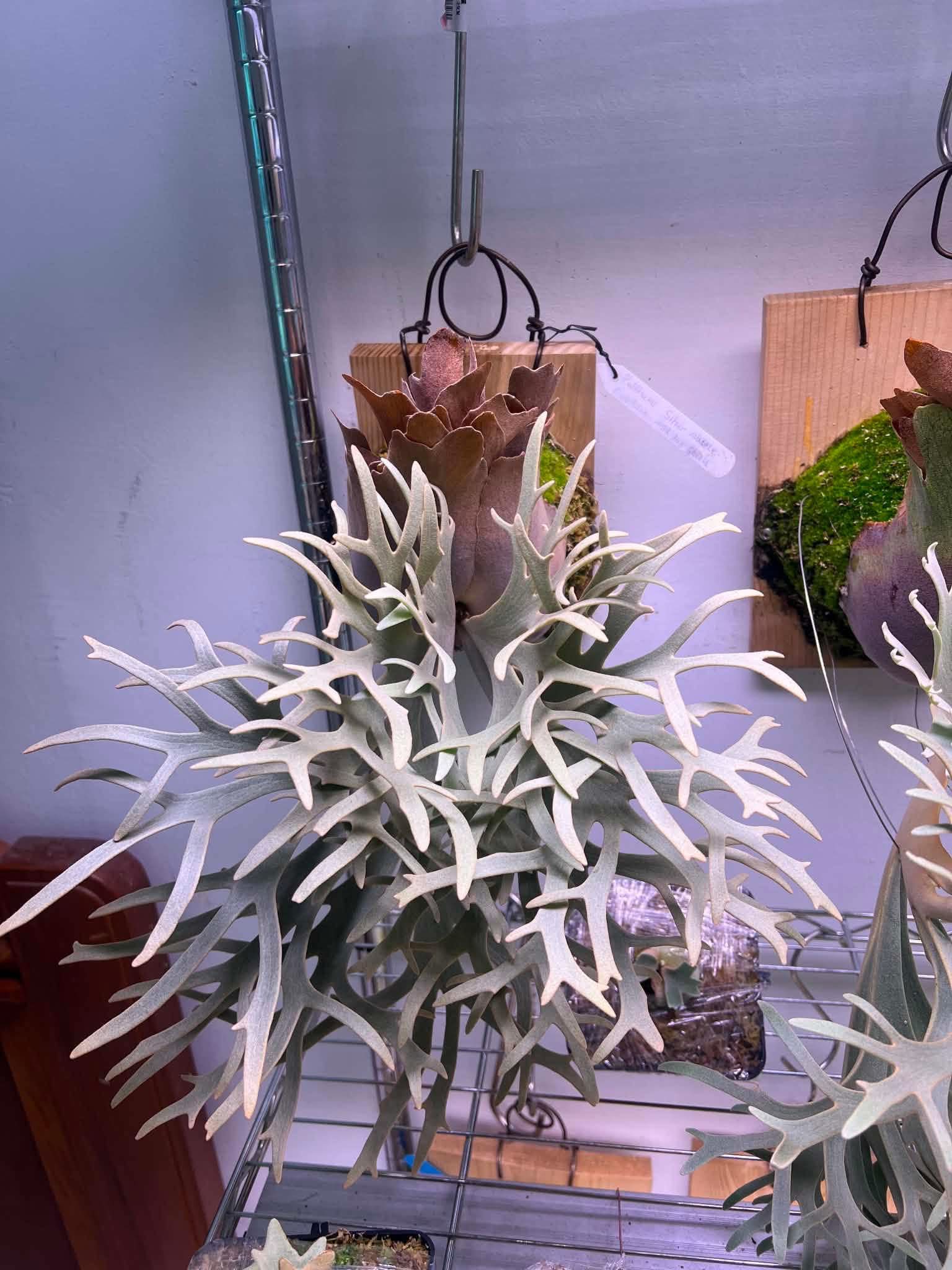 大叔來源P.Veitchii High Shield X P.Willinckii Silver Mutate Dwarf