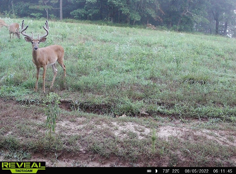 Baker Bucks - Here are a few examples of bucks that are in... | Facebook