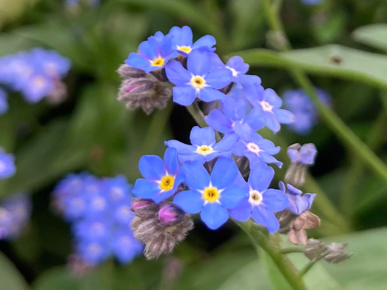 ?ワスレナグサ(勿忘草) Forget-me-not?