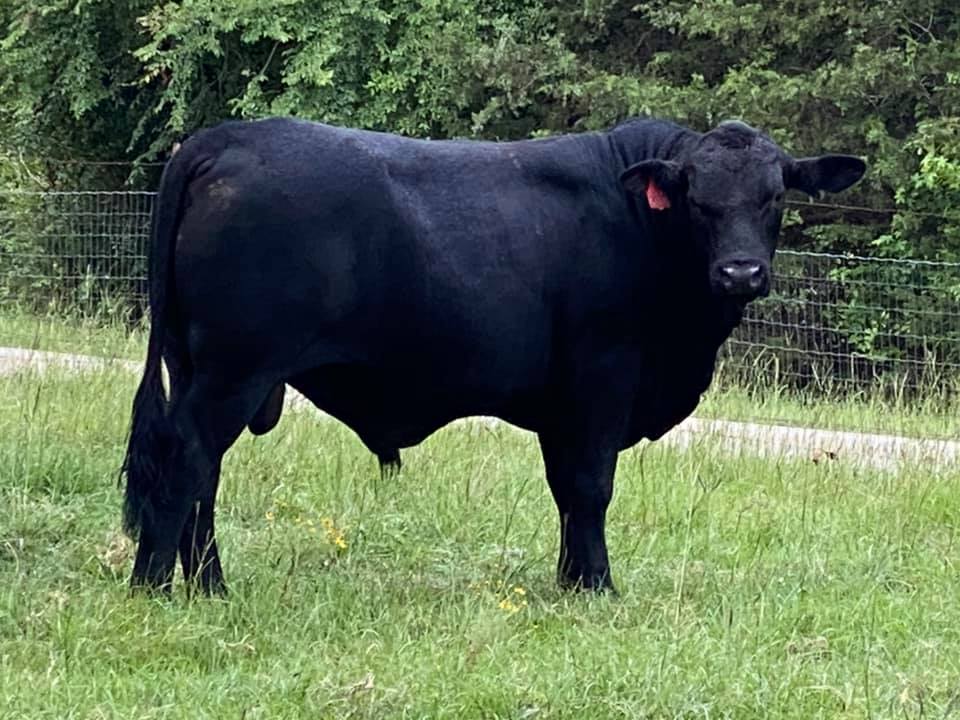 3R Ranch & Cattle