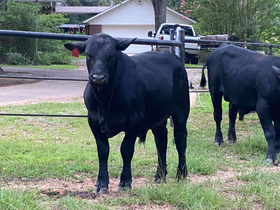 3R Ranch & Cattle