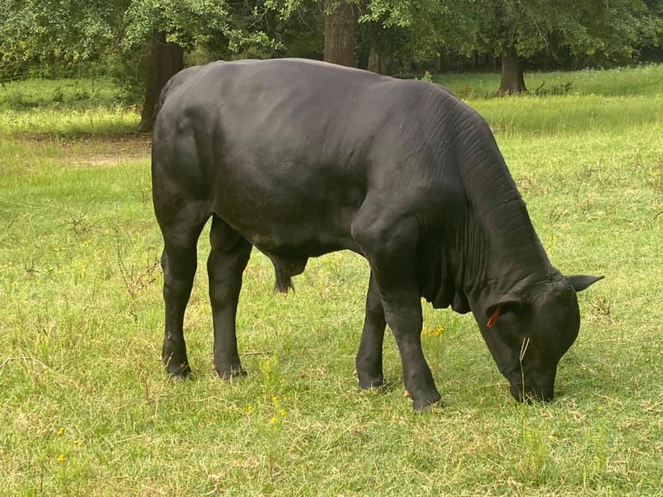 3R Ranch & Cattle