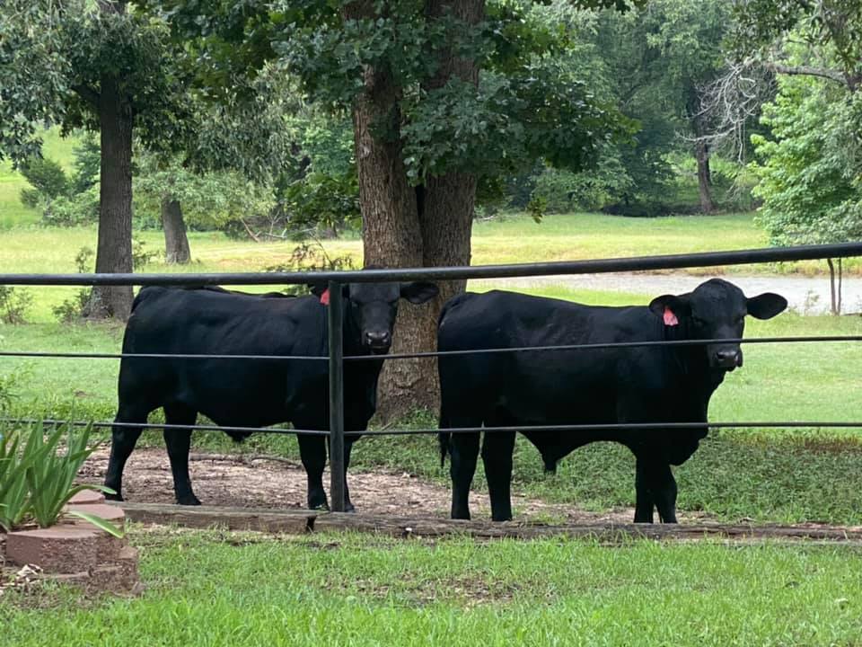 3R Ranch & Cattle