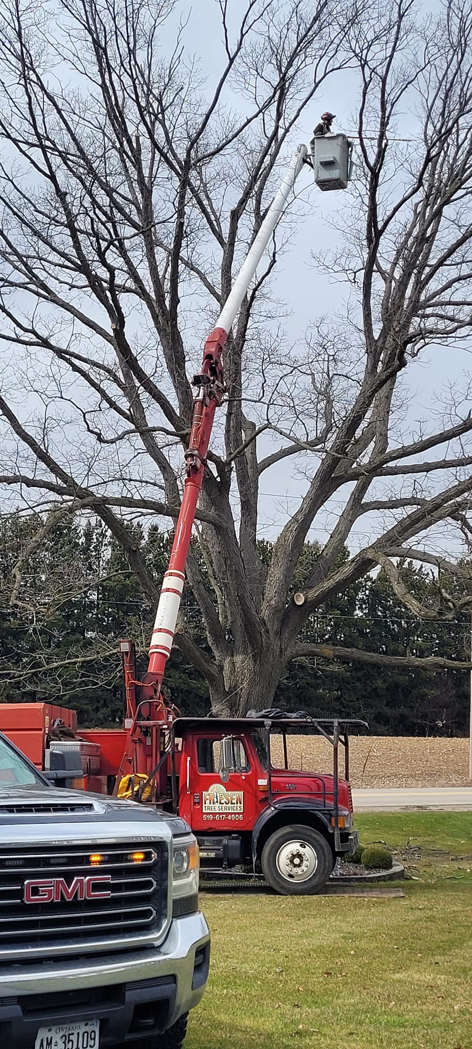 Friesen Tree Services | Springfield ON