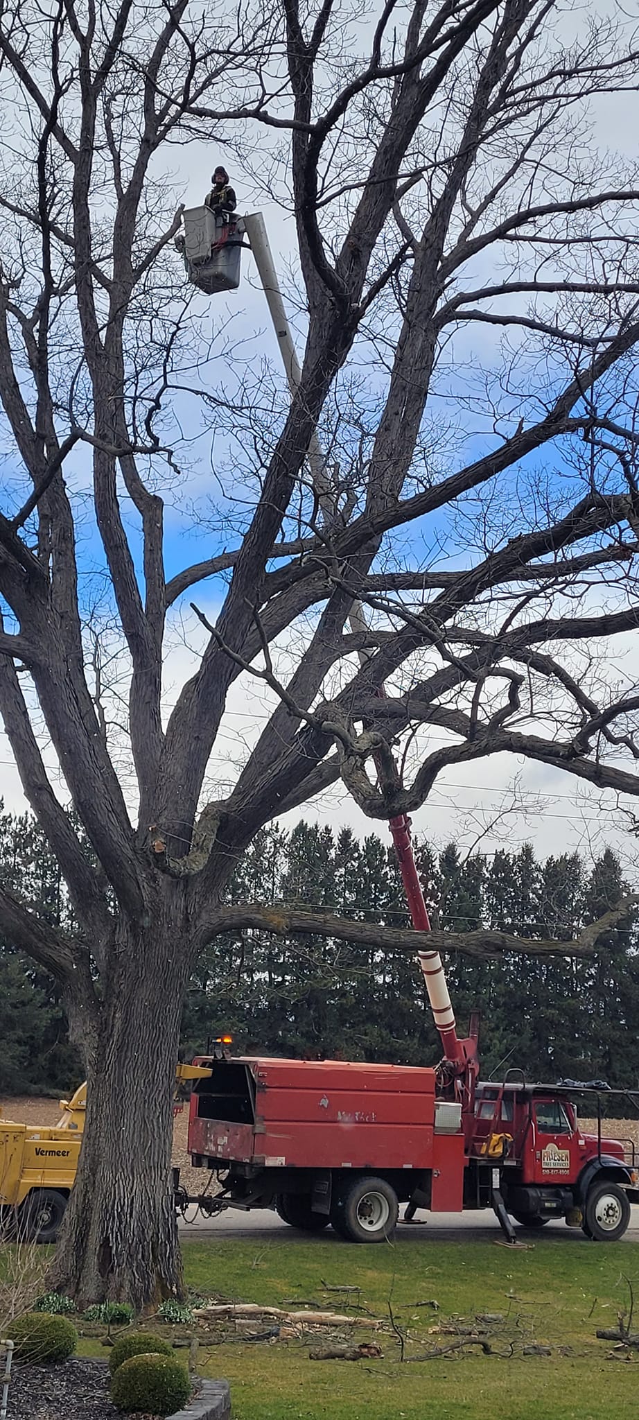 Friesen Tree Services | Springfield ON