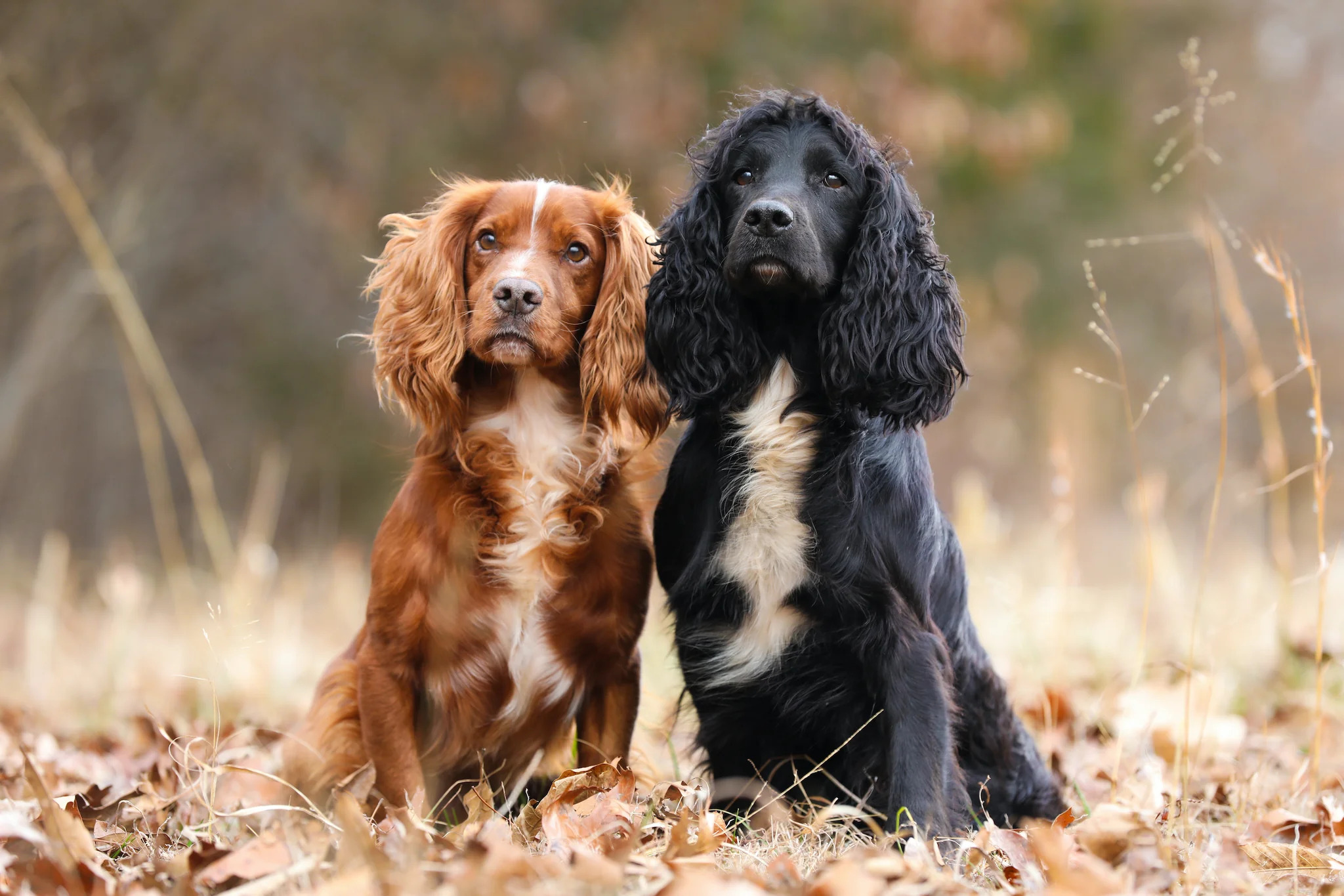 Cocker Spaniel Owners | Facebook