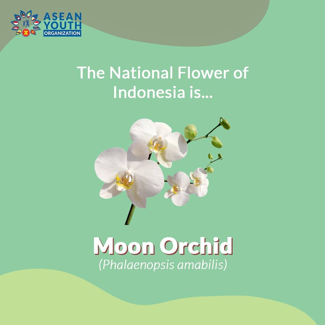 Asean Youth Organization Hi Aseaners It S Trivia Time Did You Know Moon Orchid Is One Of The National Flowers Of Indonesia Called Puspa Pesona The Flower Of Charm Then How