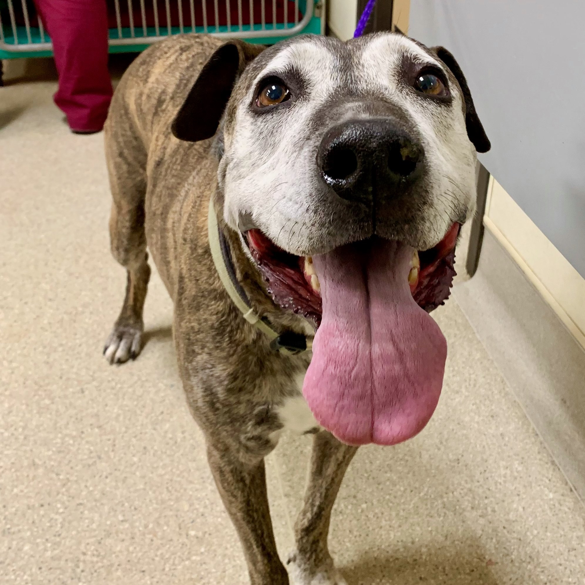 This tongue! Caesar,... - Animal Medical Center - Auburn, CA | Facebook