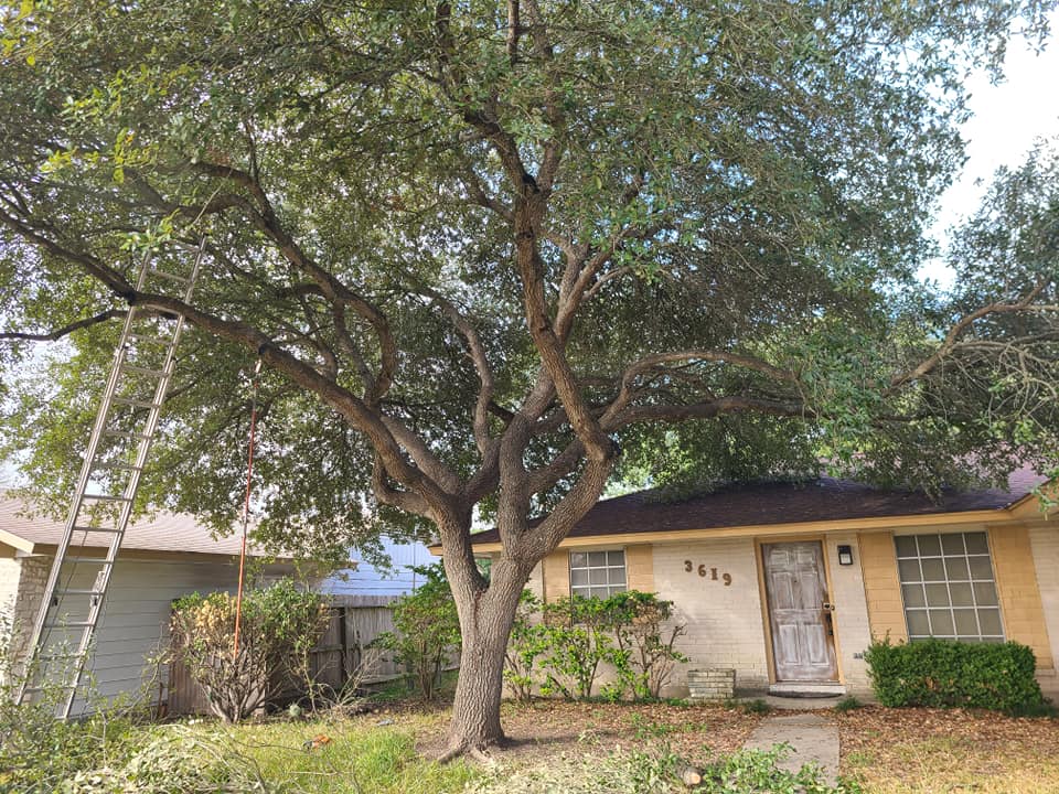 Lonestar Landscape & Tree Service LLC | San Antonio TX
