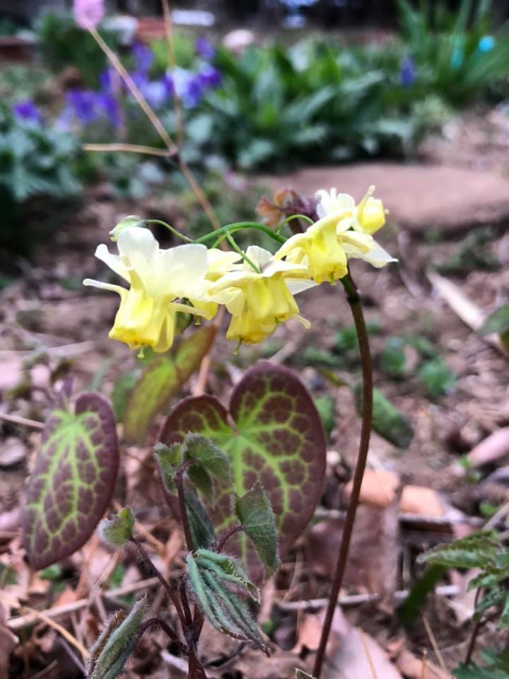 八ヶ岳のお花畑 花遊び 何年か前に お友達から頂いた 黄花イカリソウ だいぶ増えたので 少しだけ株分けしてポット上げし 販売用に 優しい黄色がたまらないし これから伸びる葉も お花畑で邪魔にならないサイズ 八ケ岳の花遊び 猫のいるお花畑 花遊びの花苗 八ヶ岳