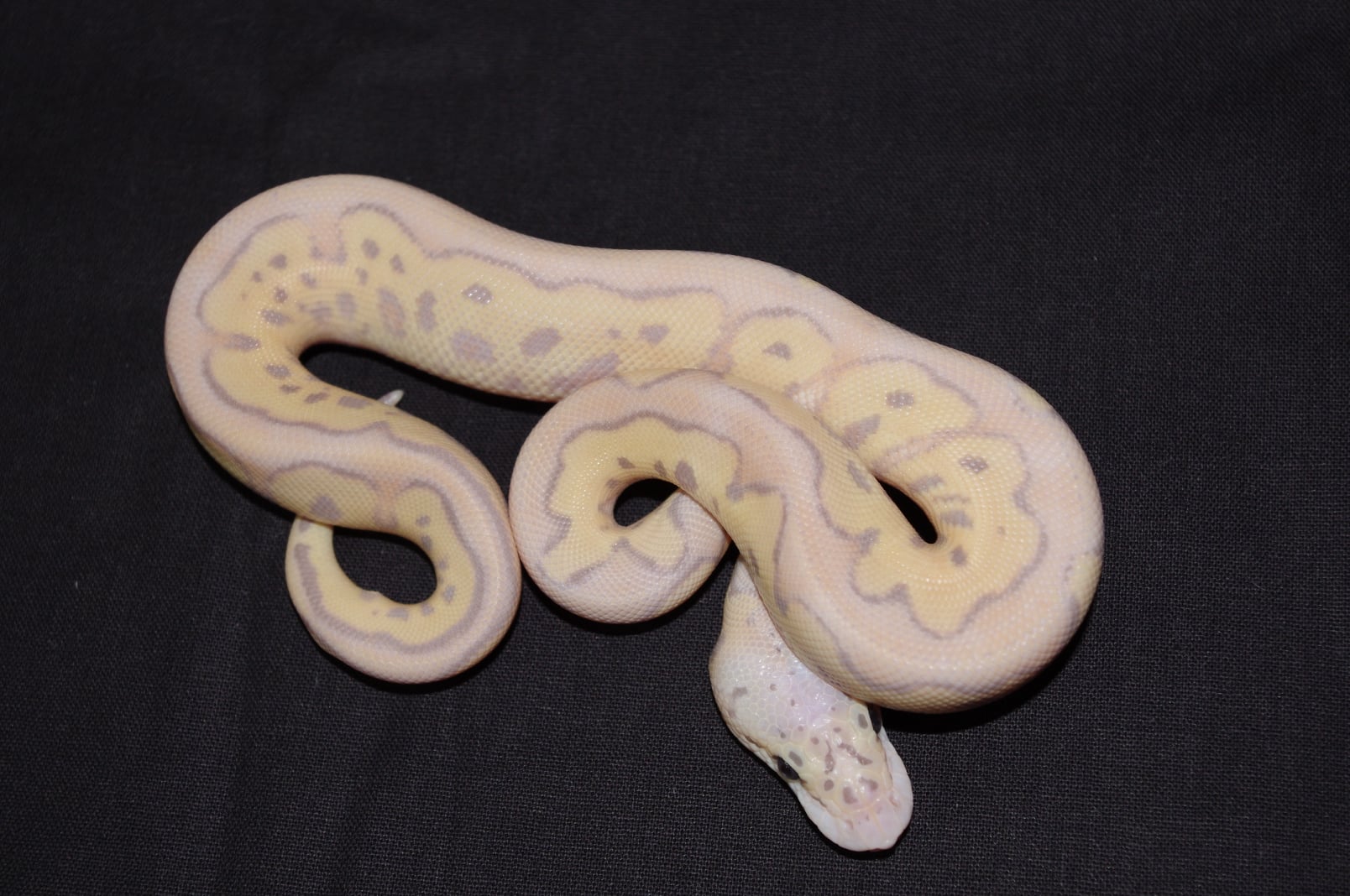 Helix Ball Pythons | Zagreb