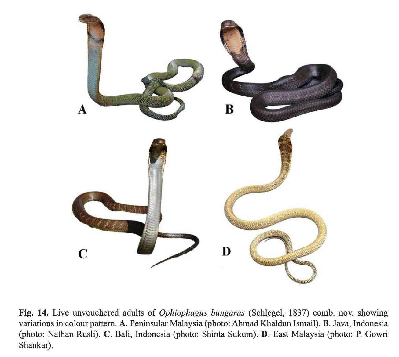 PHILIPPINES SNAKE ID | As someone who is really curious about the King ...