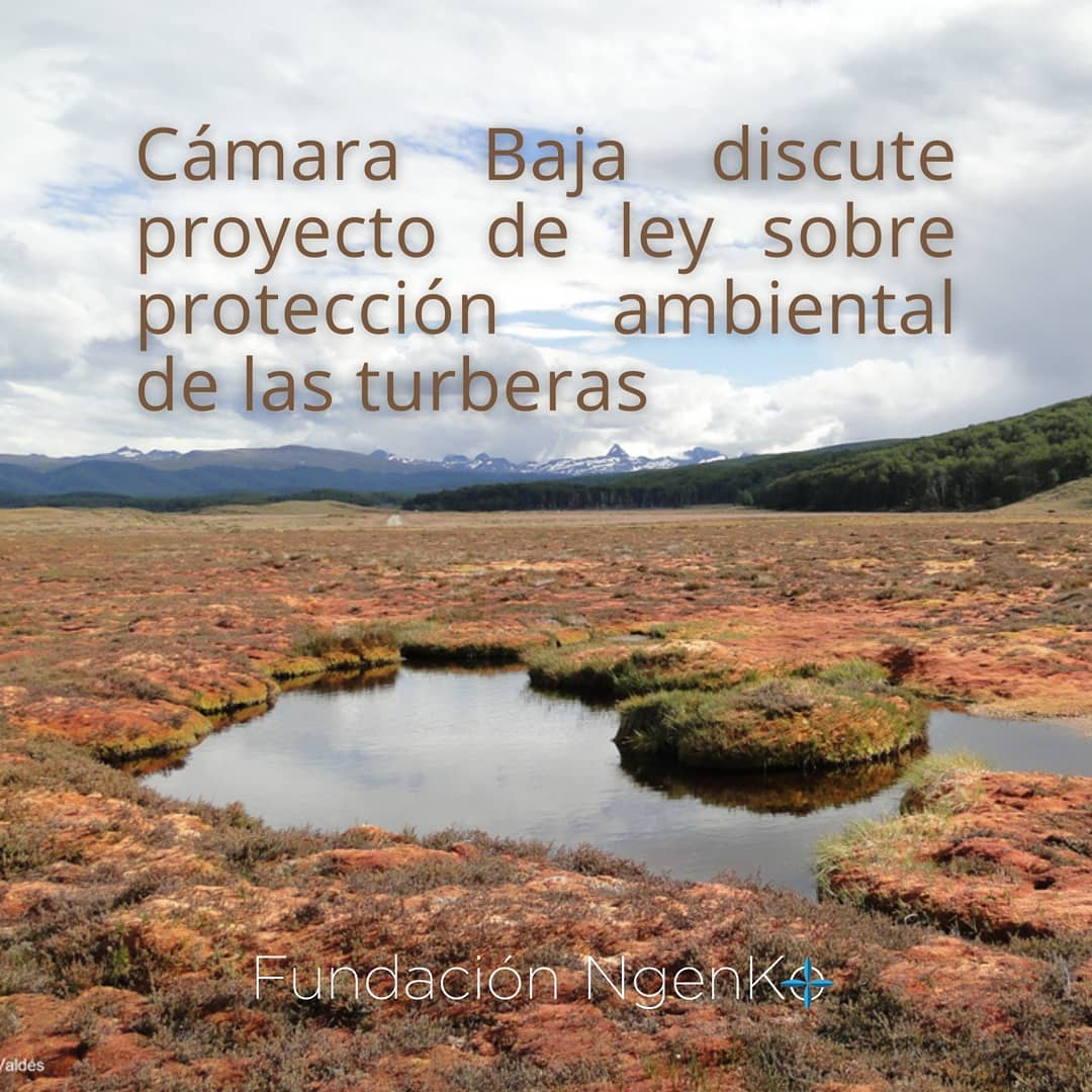 Las turberas son un tipo de humedal y... - Fundación Ngenko | Facebook