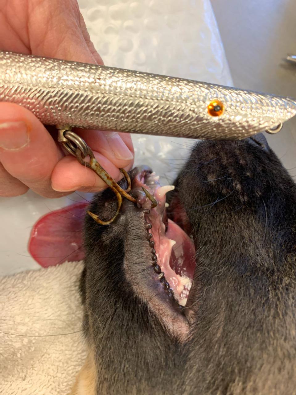 dog swallowed fish lure Zoo – American Baitworks Co After sharp fishing hook lodges