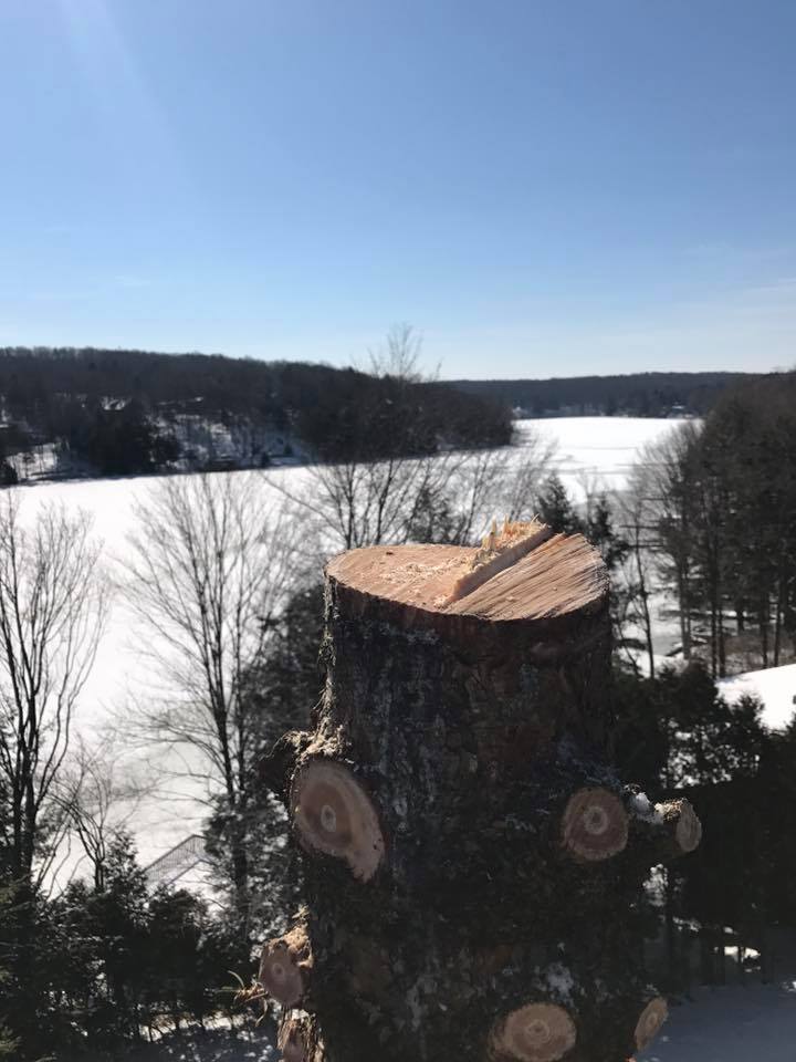 Top Notch Tree Care LLC