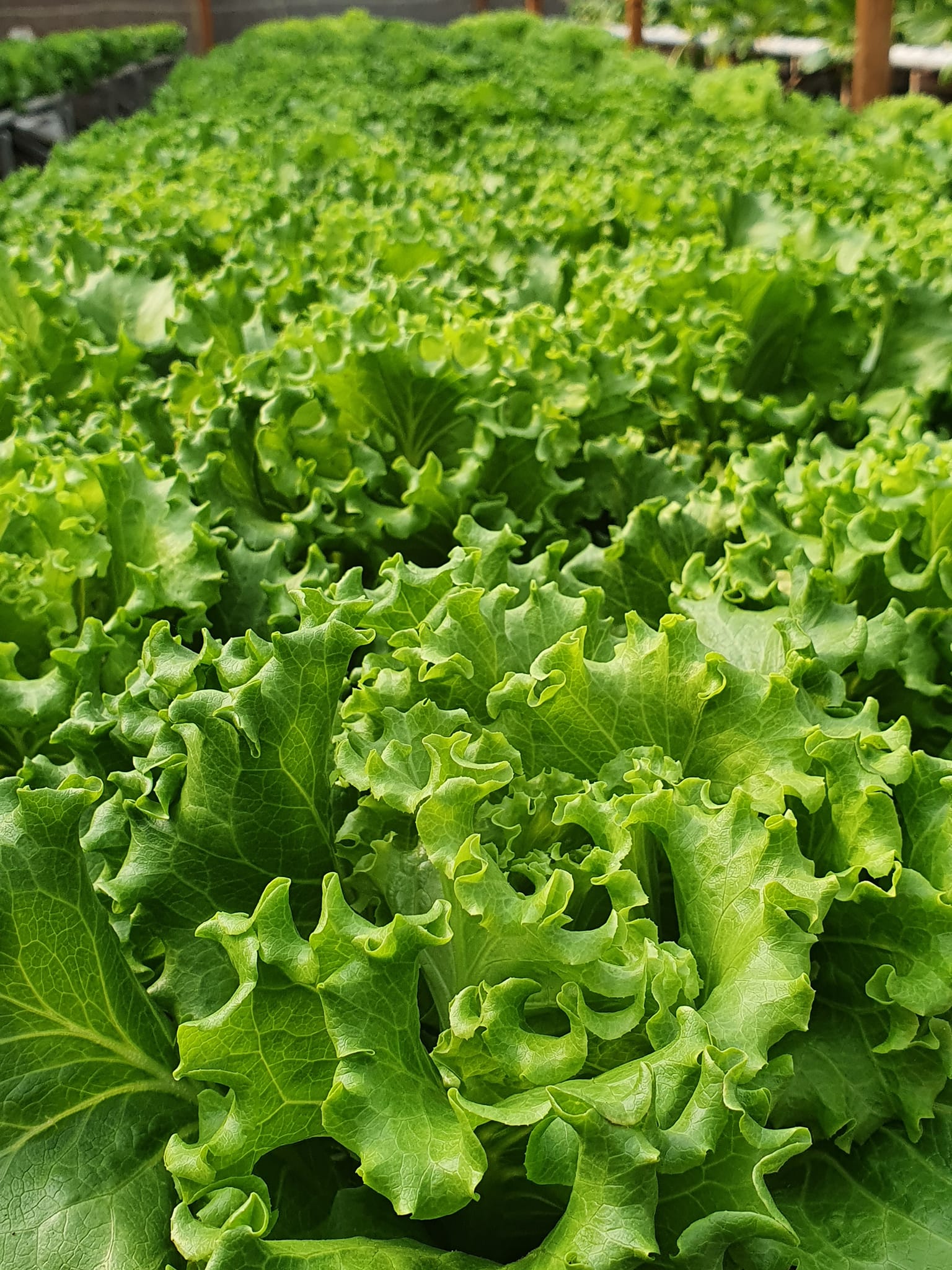 Rejo Farm Hidroponik | Tulungagung