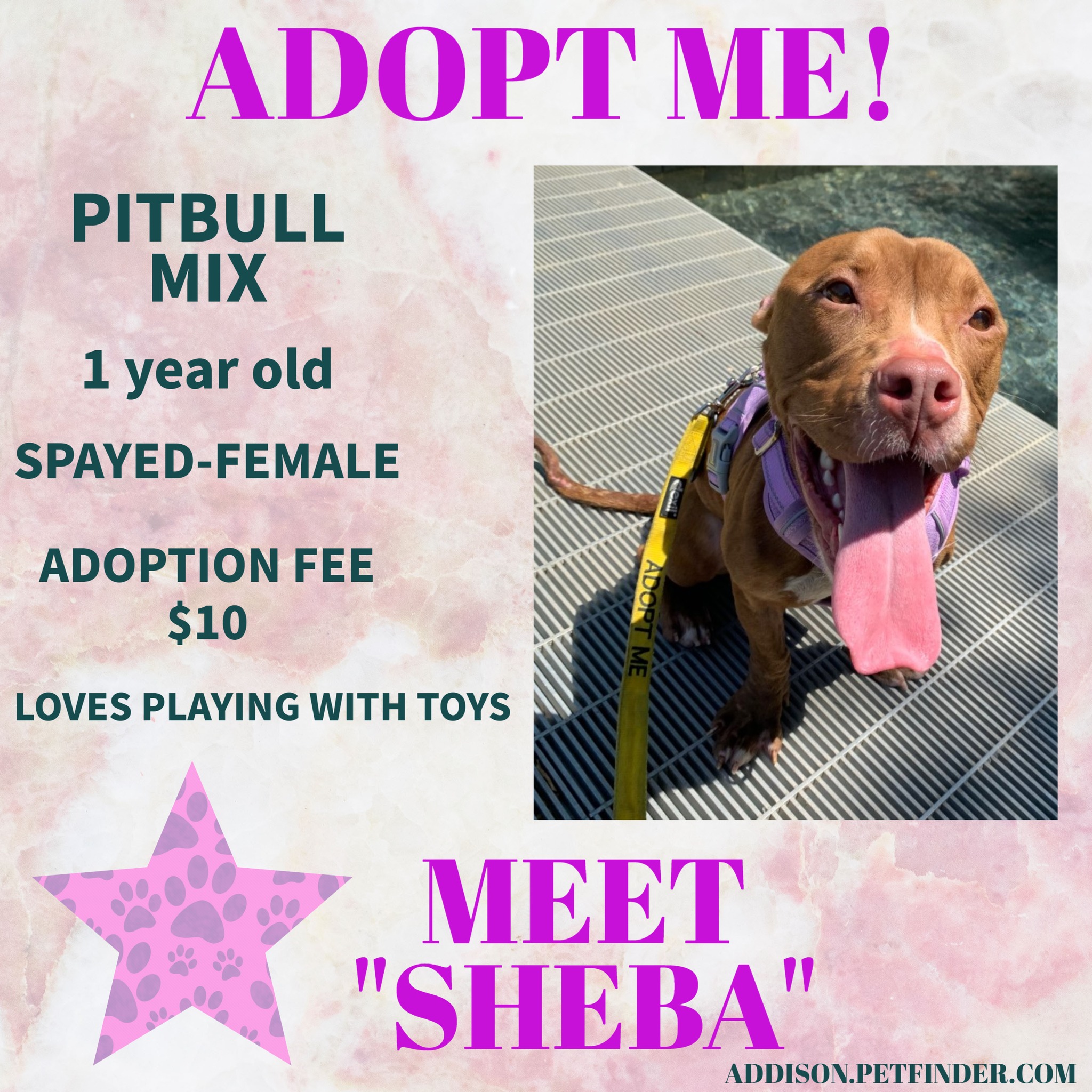 Meet Sheba! This sweet... - Town of Addison Animal Services