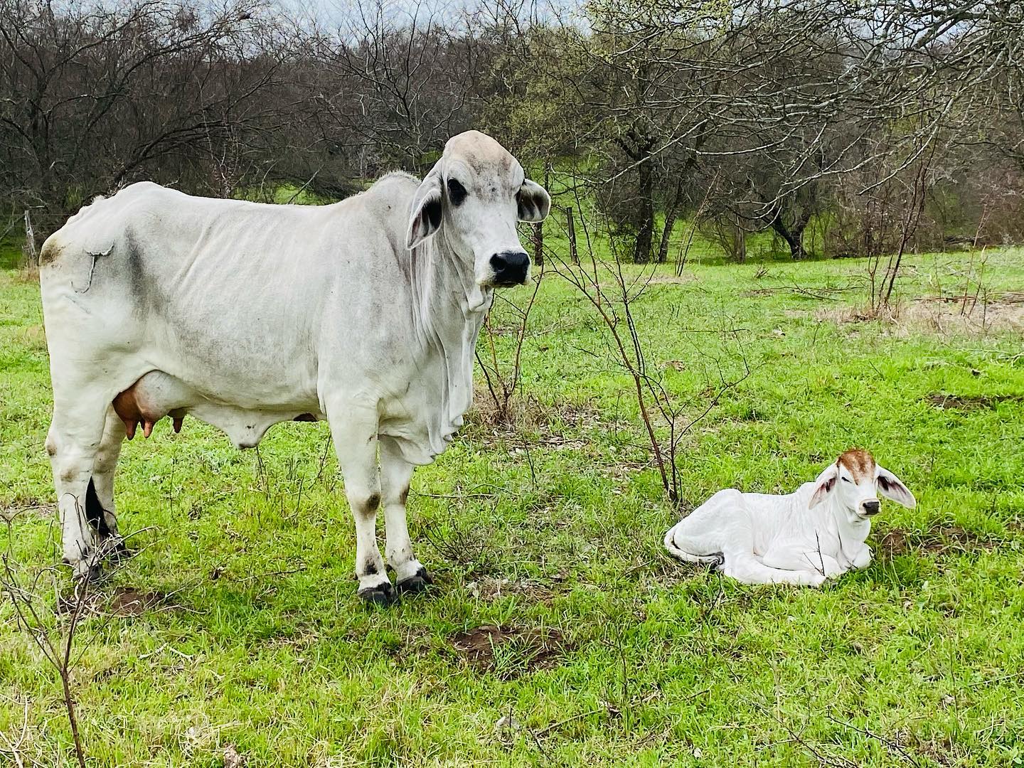 Happy birthday 🎉 The Smart Ranch,... - Smart Brahman Cattle