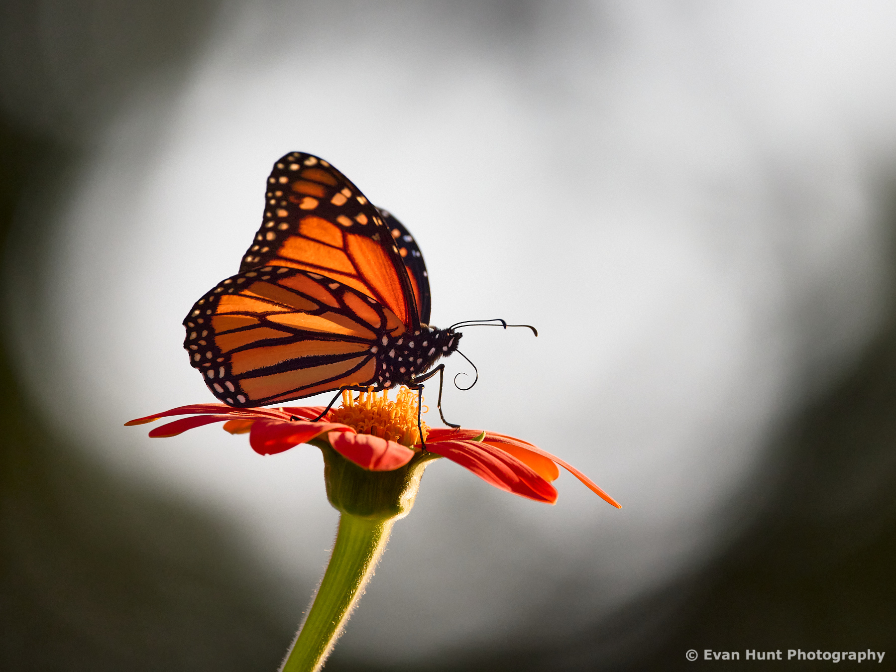 It takes monarch butterflies one to two months to make the trip 