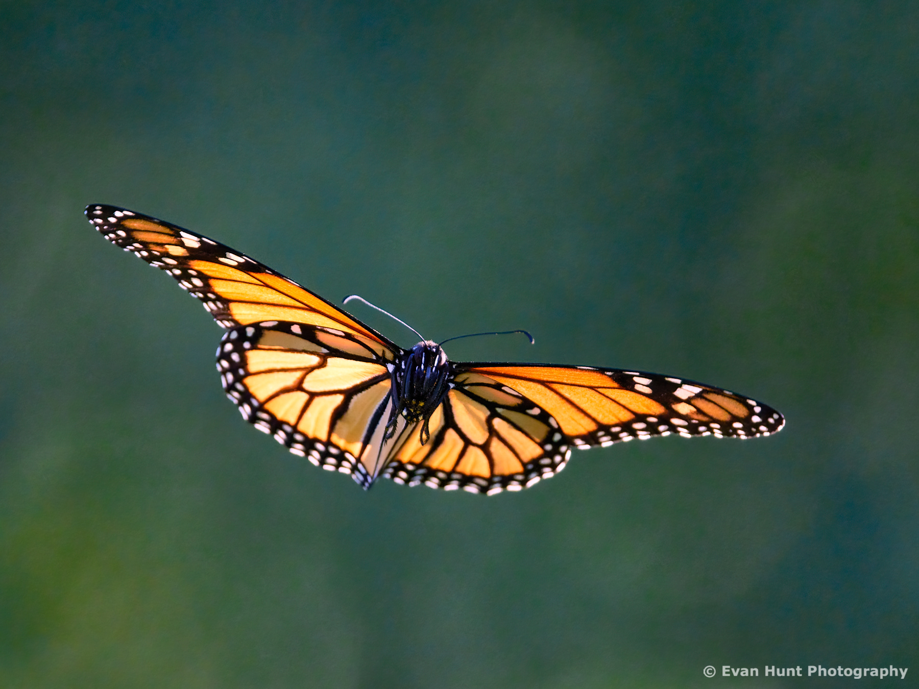 It takes monarch butterflies one to two months to make the trip 