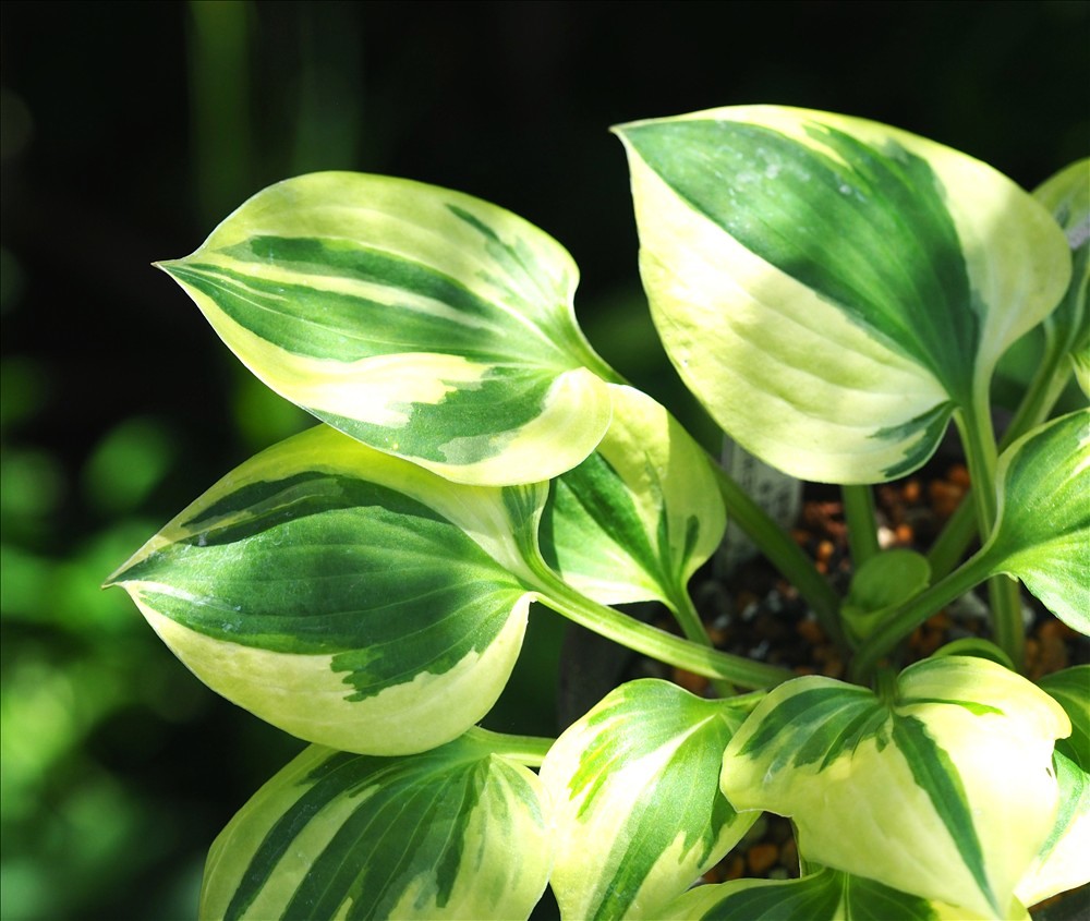 ギボウシ 専用です 涼を誘う斑入り植物・・・今年も色々なギボウシの斑が綺麗でした