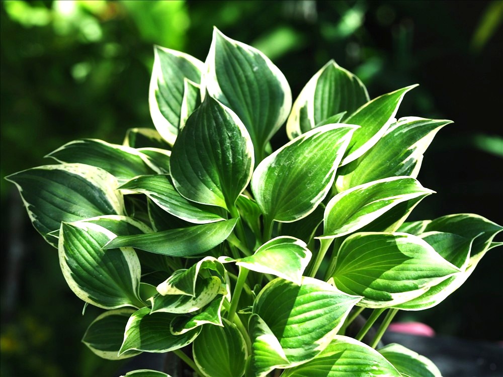 涼を誘う斑入り植物・・・今年も色々なギボウシの斑が綺麗でした