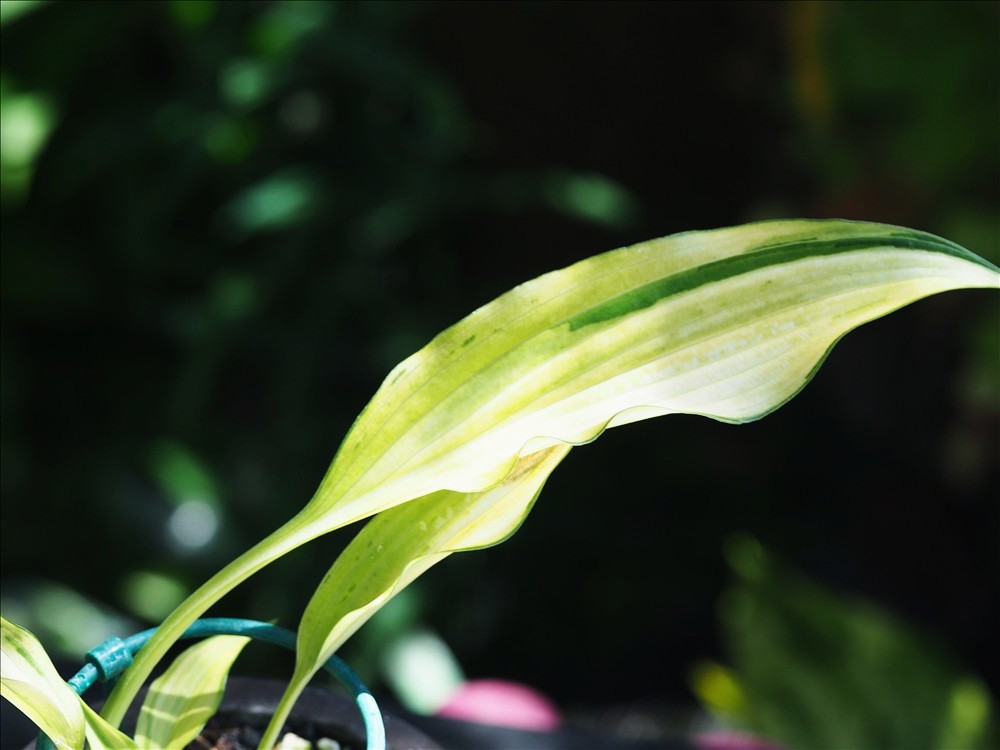 涼を誘う斑入り植物・・・今年も色々なギボウシの斑が綺麗でした