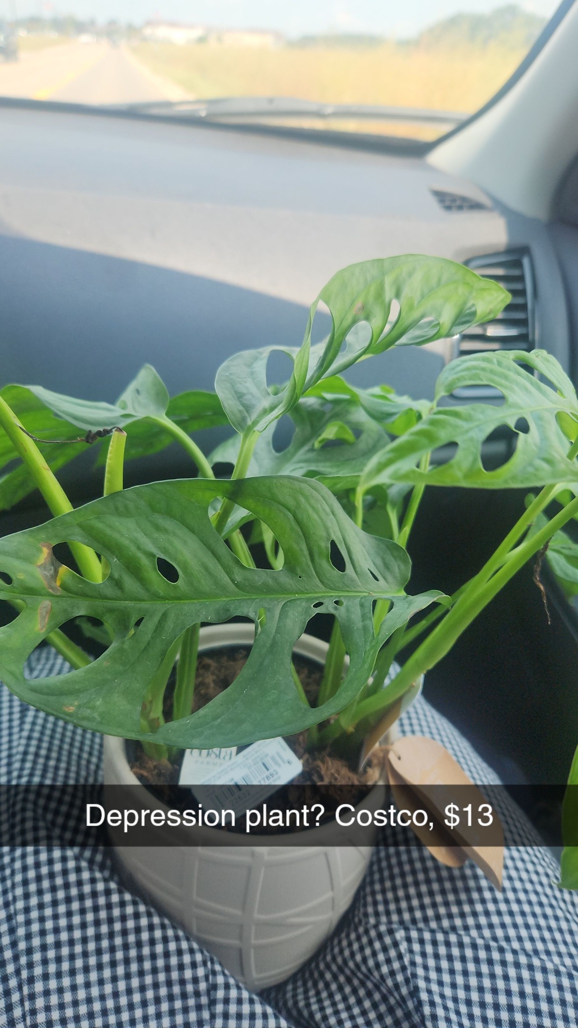 Anthurium kos x portilae variegated