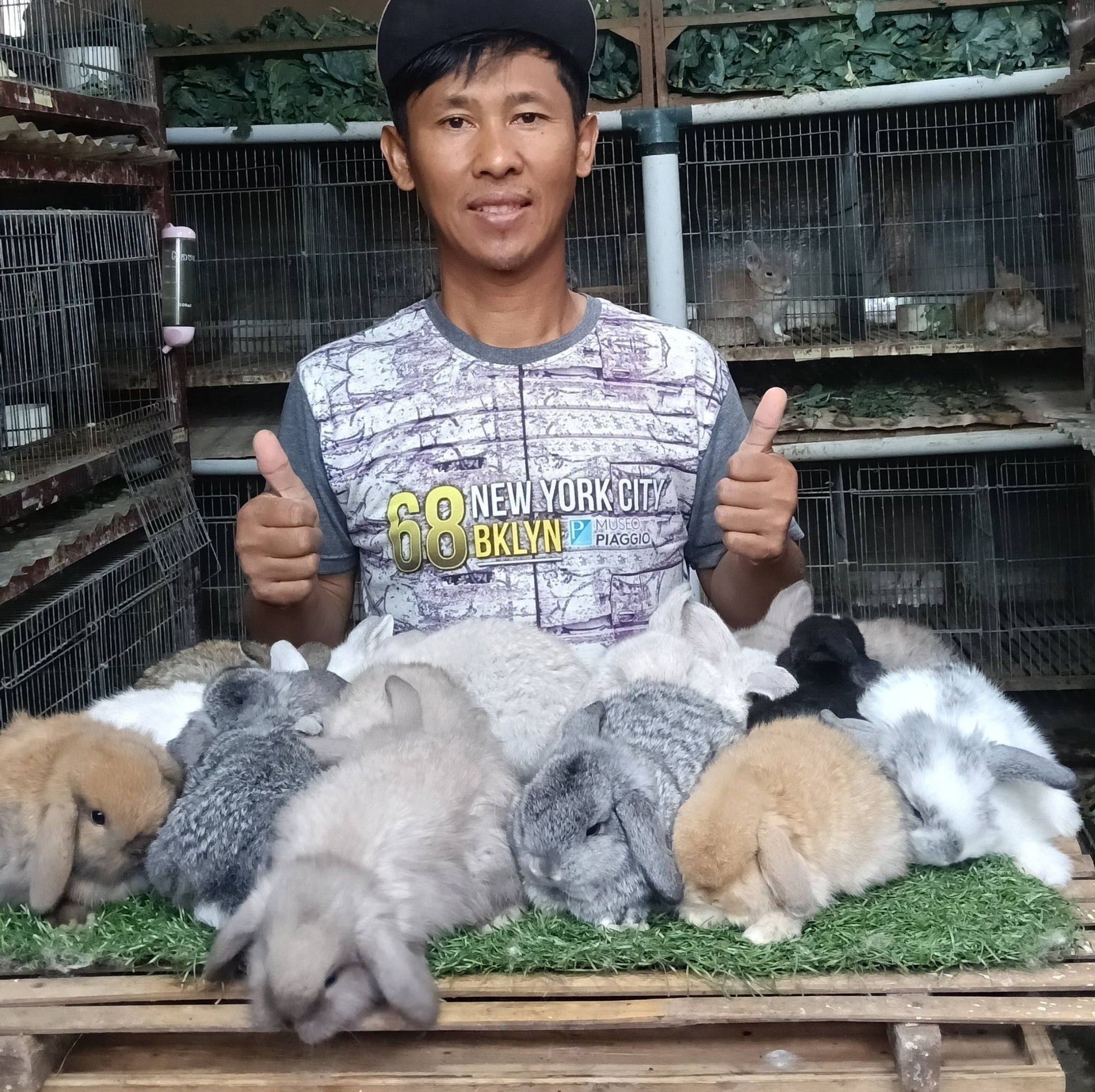 Packing up Holland Lop rabbits for shipment out of town; I hope they ...