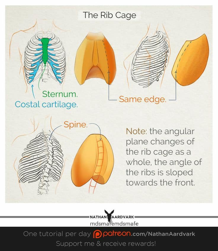 Mdsmafe - The rib cage is the arrangement of ribs attached...