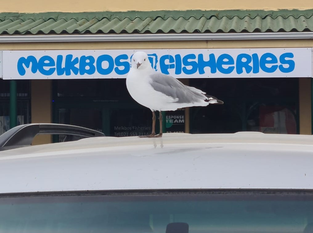 melkbos-fisheries-home