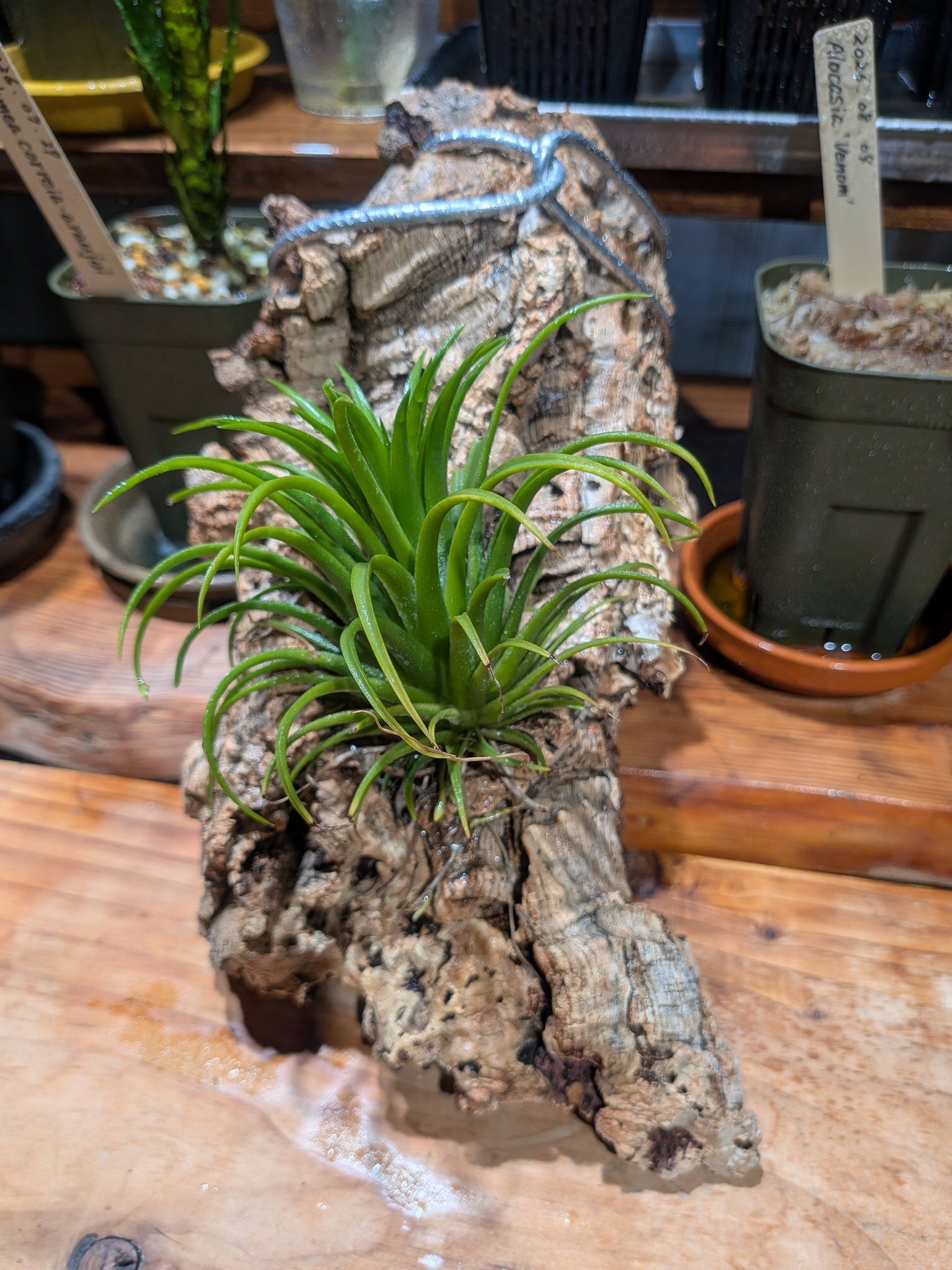 🌿P.hillii Bahia 