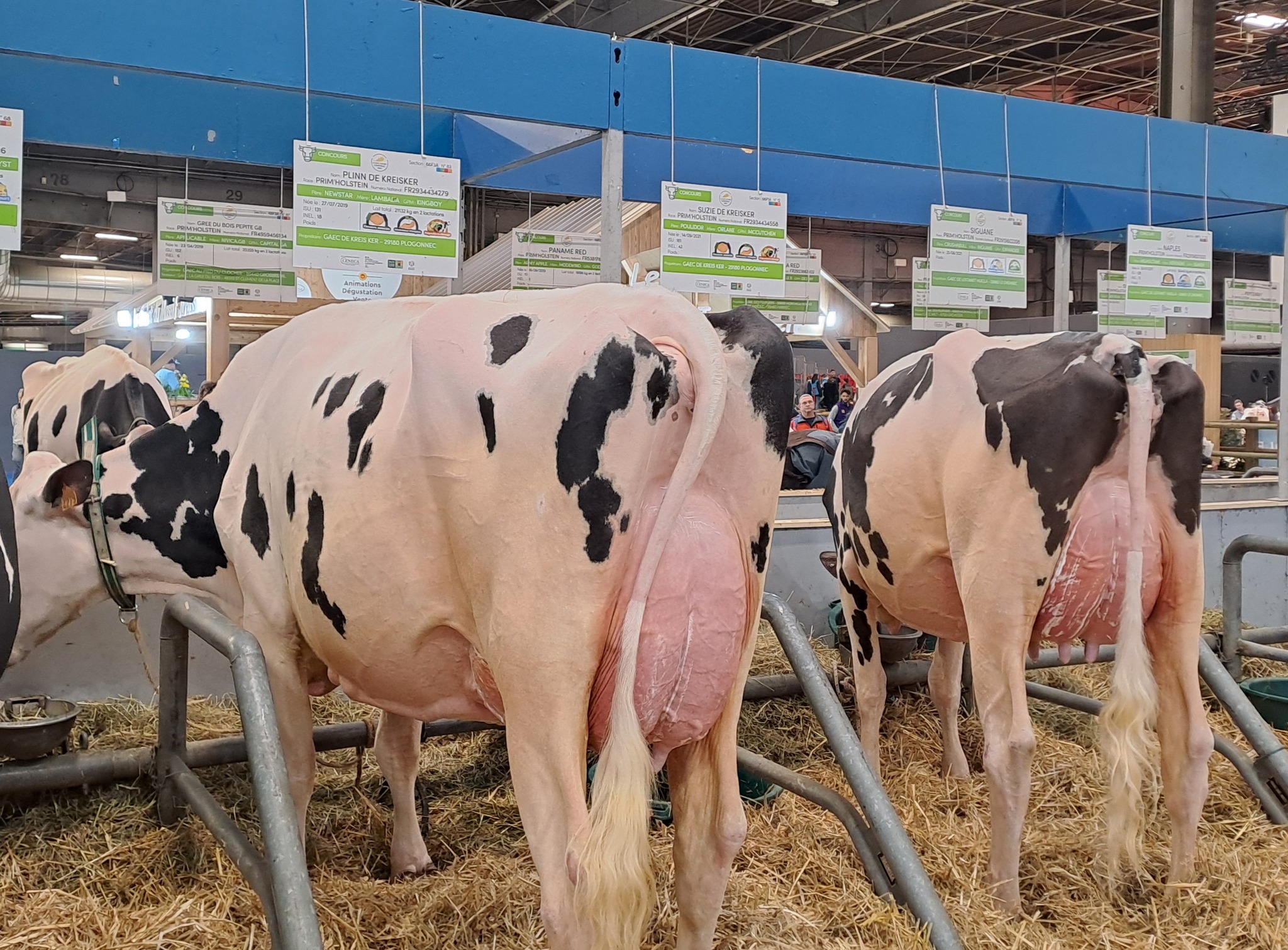 AGROLEITE 2026 — HOLSTEIN SHOW Senior Three-Year-Old The De Boers