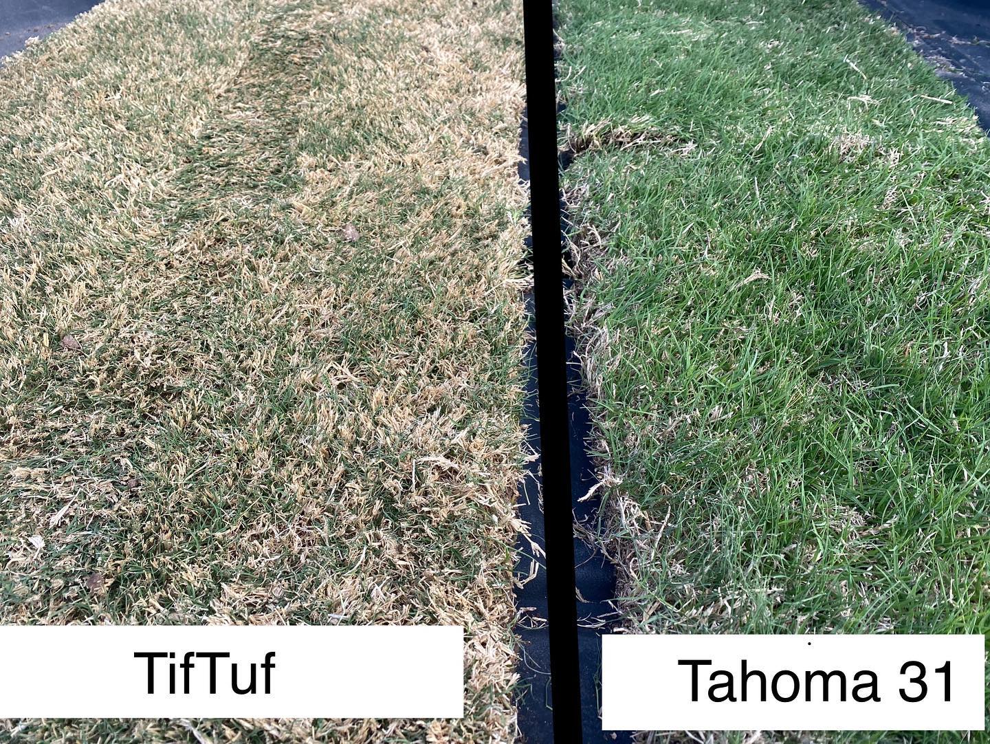 Side by side comparison of TifTuf &... - Curbside Sod Inc.