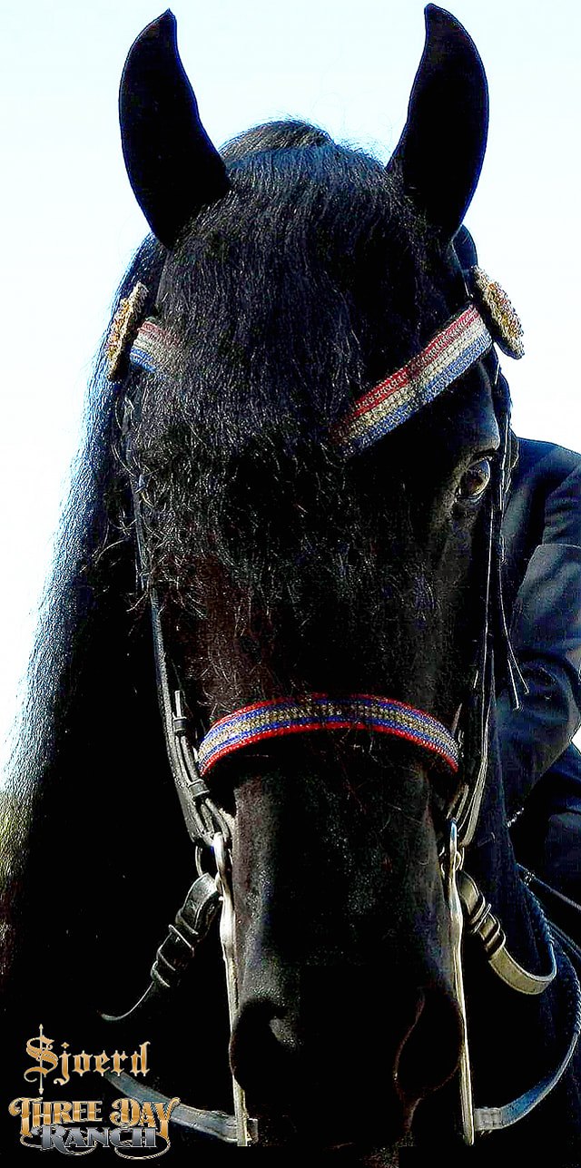 The living legend SJOERD of Three... - Sjoerd Breyer Horse | Facebook