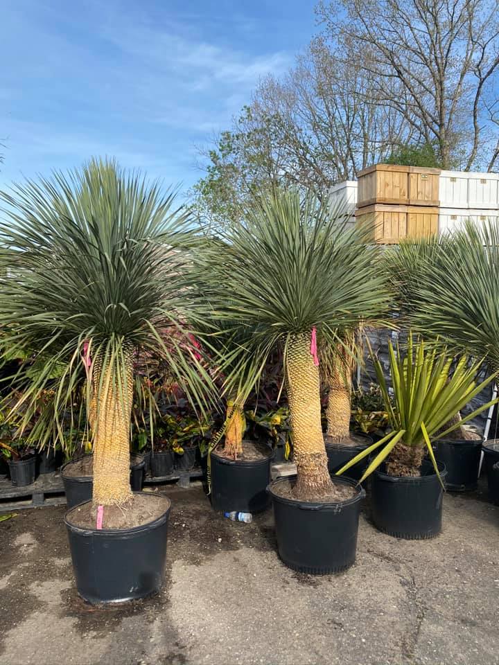 Yucca ! Survives the winter islandwidepalmtrees !