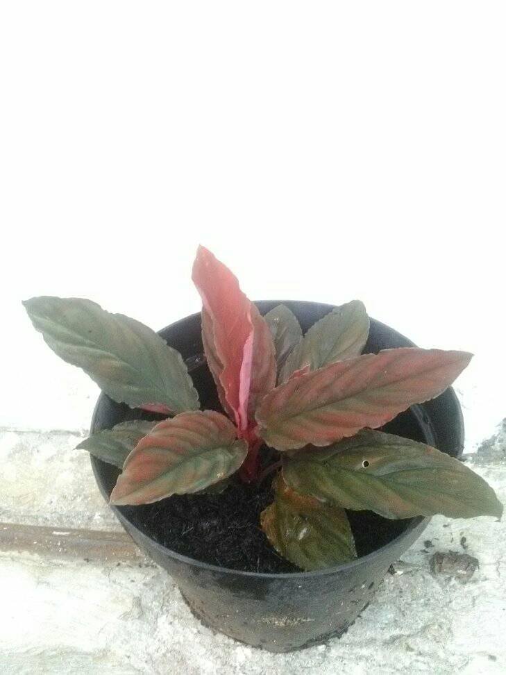 Homalomena sp. 'Green' from West Java!